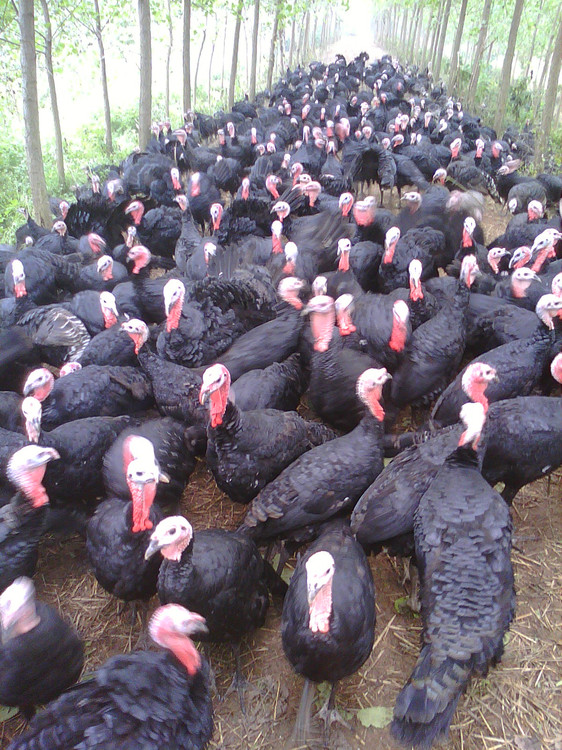 江苏天和火鸡草鸡等生态特种禽类养殖