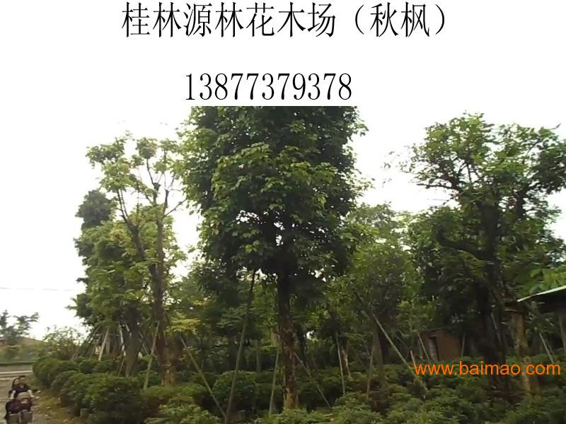 桂林价格合理的秋枫哪里有供应 百色秋枫树