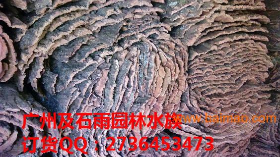 广州及石雨大量批发自然水族爬虫造景香槟树皮