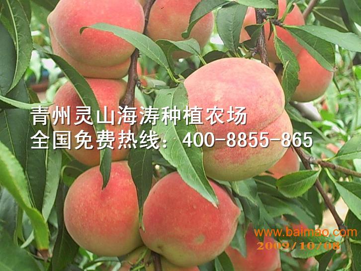 供应潍坊**的映霜红桃，成活率高的映霜红桃