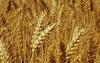 鹤壁**的小麦供应 小麦供应厂家