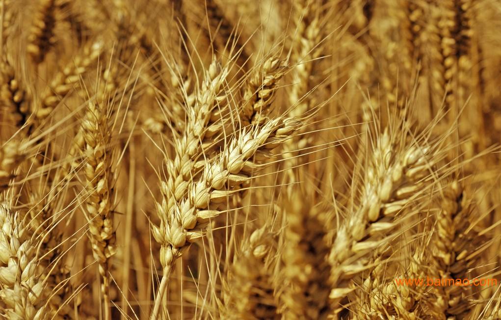 鹤壁**的小麦供应 小麦供应厂家
