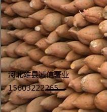 河北紫薯批发价格-诚信红薯批发种植**