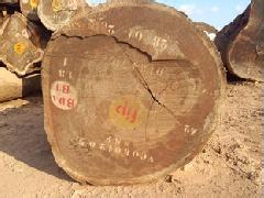 海象木业供应大口径金丝楠木原木欢迎选购收藏投资
