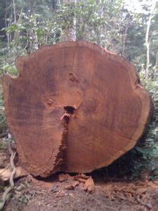巴黎桑马达加斯加红酸枝原木方料供应---海象木业
