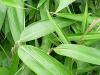 天津绿化竹子：高纯度绿化竹子出售