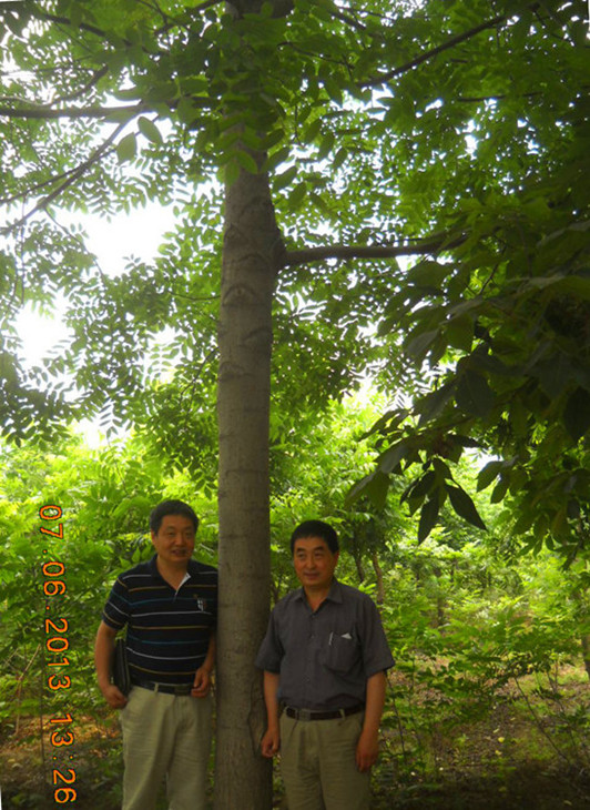 苗木有限公司另:供应美国黑核桃种子,美国黑核桃金刚子和美国黑核桃树