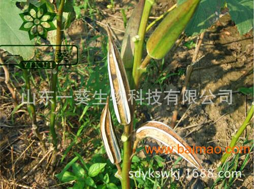 黄秋葵官网销售正规黄秋葵种子 产量高 出芽率高