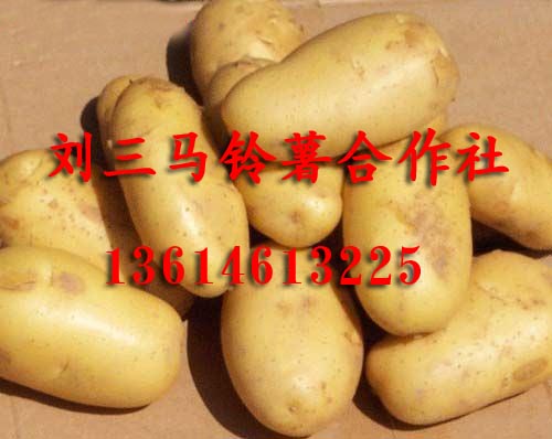 黑龙江马铃薯13614613225