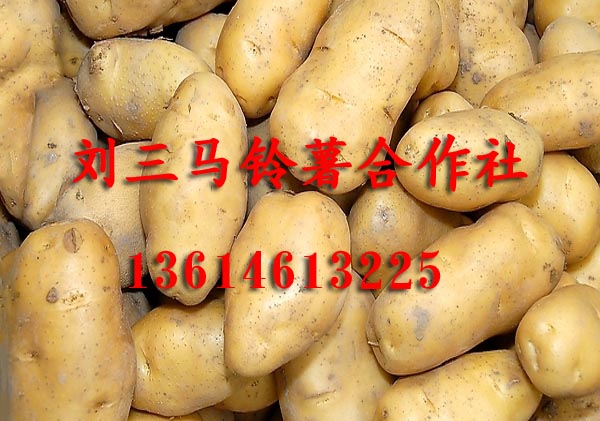 黑龙江马铃薯13614613225