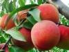 重庆映霜红桃苗 在哪能买到质量好的映霜红桃