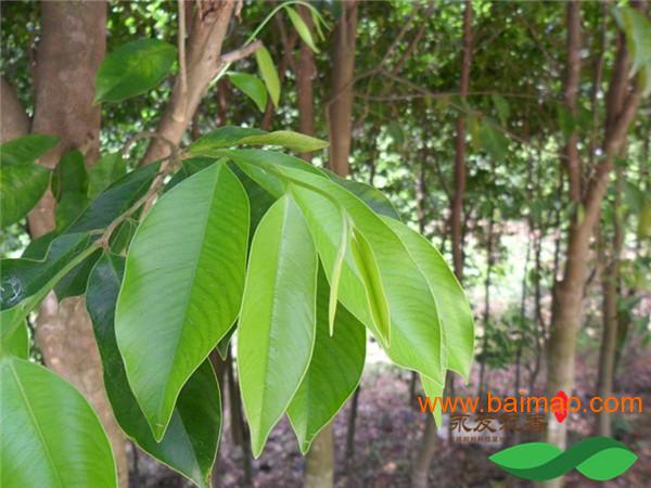 沉香树树苗多少钱，土沉香种苗有什么品种