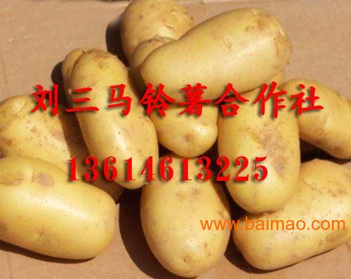 黑龙江中薯5号销售电话13614613225
