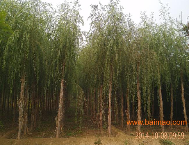 木兰苗木大量种植6-15公分嫁接金丝垂柳