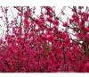 红叶碧桃树苗山西地径1-12厘米红叶碧桃价格
