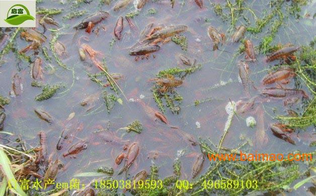 水产em菌养殖小龙虾的好处是什么