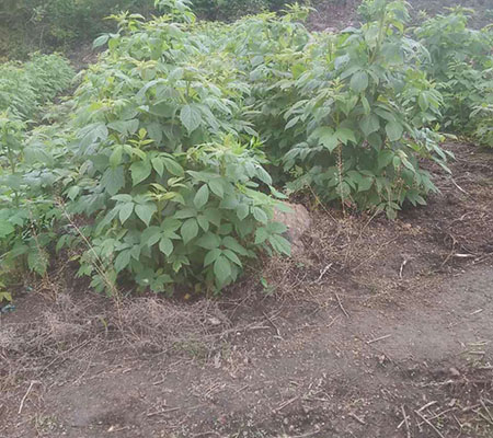 花卉球茎,种子,种苗发布时间:2016/07/22产品描述:供应灯笼果-红树莓