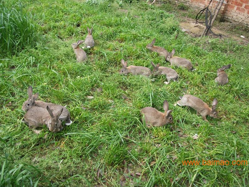 以后肉兔价格走势肉兔种兔养殖场哪里肉兔质量好