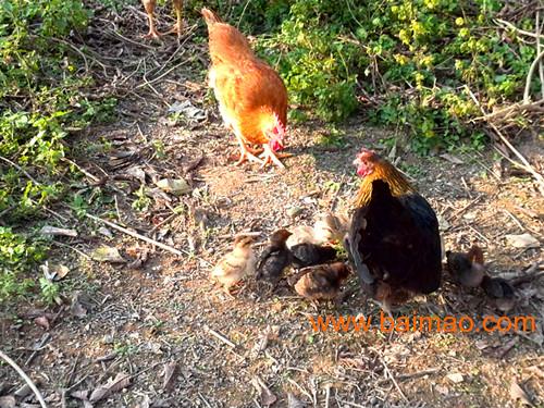 丰泽农家母鸡孵化的土鸡价钱