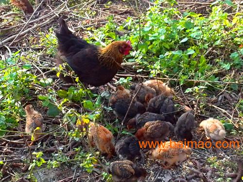 泉港农家母鸡孵化的土鸡价钱