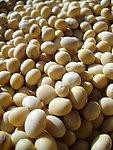 黄豆价格 绿豆批发厂家 蚕豆供应商 进口红豆