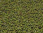 黄豆价格 绿豆批发厂家 蚕豆供应商 进口红豆