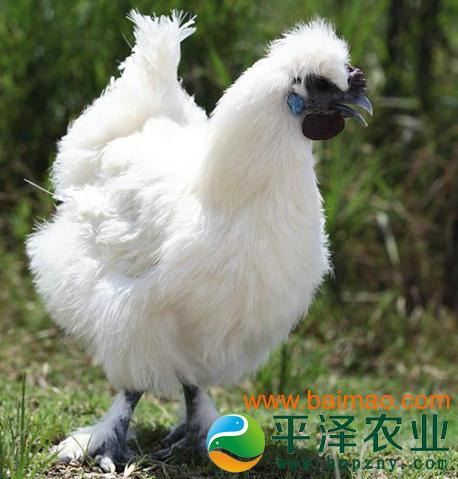 正宗江西泰和乌鸡 林地散养柴鸡 价格