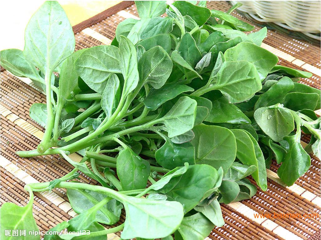 番杏种子,新西兰菠菜种子