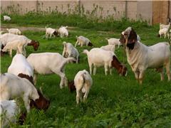 江苏省哪里有卖养羊牧草种子的【进口黑麦草种子批发】