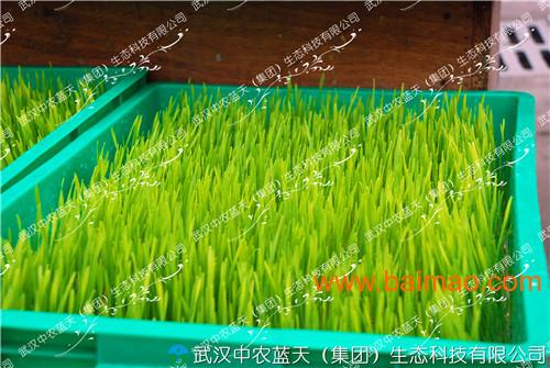 芽苗菜种植技术，武汉中农蓝天！
