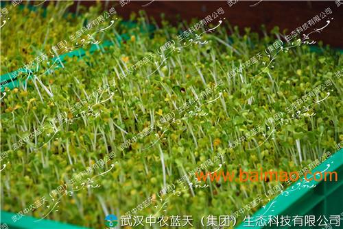 芽苗菜种植技术，武汉中农蓝天！