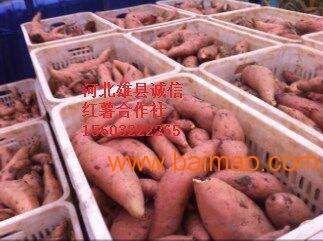 河北雄县红薯价格种植**价格供应商行情