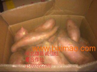 河北雄县红薯价格种植**价格供应商行情