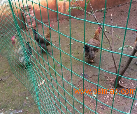 供应绿色养鸡子铁网养殖小鸡仔小孔防护网防黄鼠狼围网