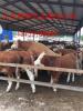 西门塔尔牛的价格与养殖