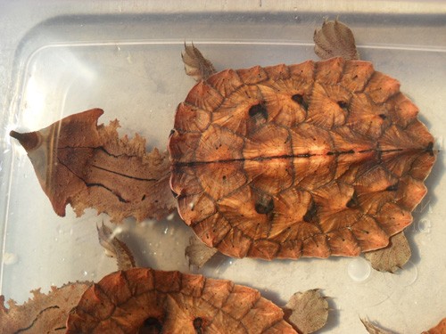 供应红玛塔水龟厂家/批发/供应商