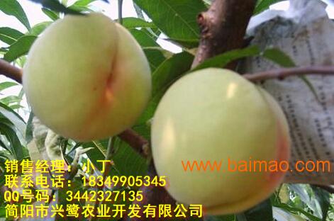 贵州胭脂桃苗**，贵州胭脂桃苗品种，贵州胭脂桃苗特