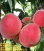 贵州胭脂桃苗**，贵州胭脂桃苗品种，贵州胭脂桃苗特