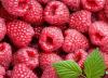 进口厂家直销美国红树莓浓缩汁原浆酵素原料饮料厂原料