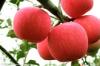 进口 厂家直销浓缩苹果汁原浆 酵素原料饮料厂原料