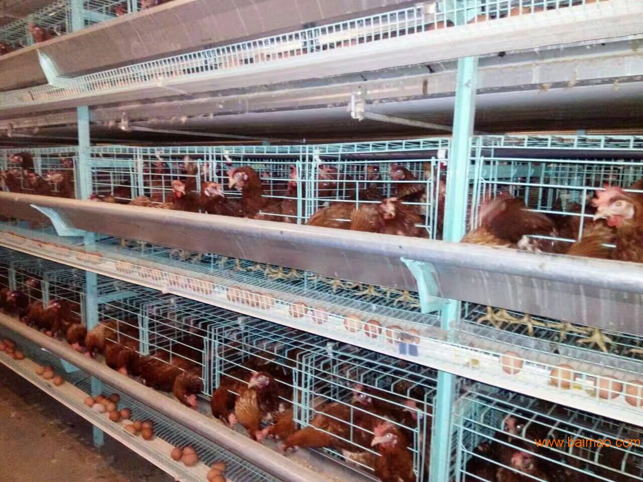 层叠蛋鸡笼｜养鸡设备|鸡笼厂家