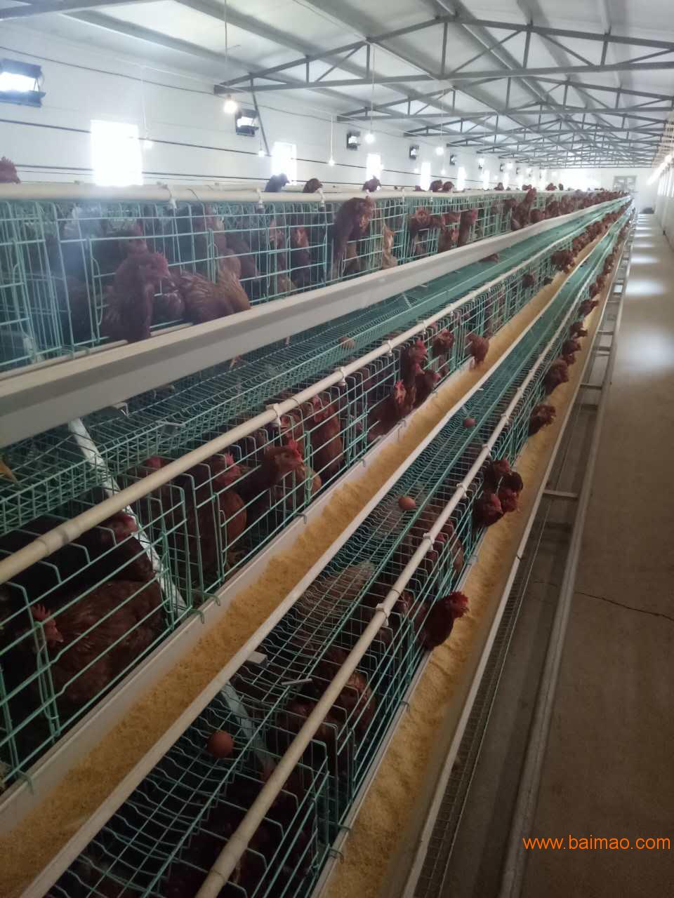 层叠蛋鸡笼｜养鸡设备|鸡笼厂家