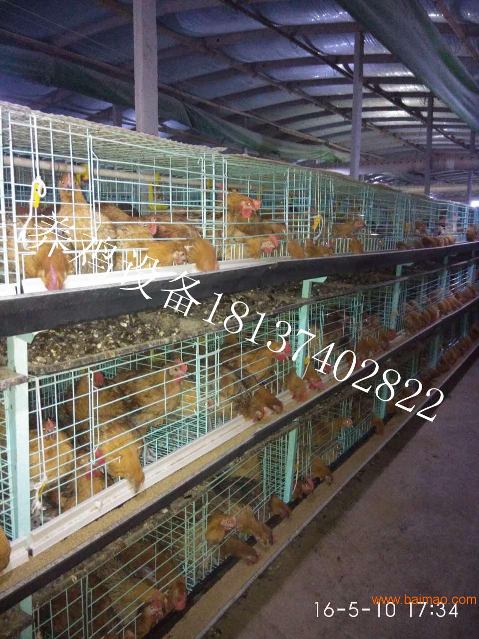 规模化养鸡设备｜自动化养鸡设备｜中州鸡笼