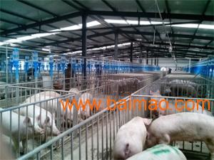 养殖设备供应商/尚清太农牧机械sell/养殖设备批发