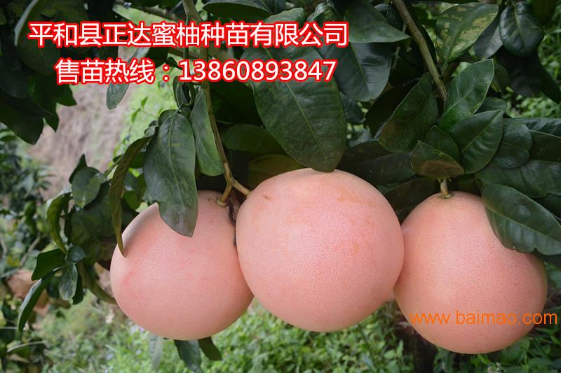 低价供应三红蜜柚苗，13860893847