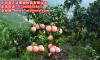 三红蜜柚生产**-福建省平和县正达蜜柚种苗有限公司