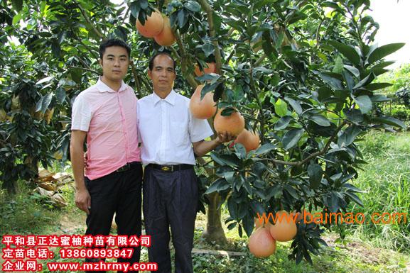 三红蜜柚生产**-福建省平和县正达蜜柚种苗有限公司