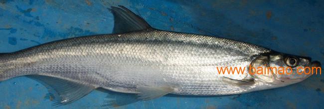 和顺鱼苗,翘嘴红鲌鱼苗厂家/批发/供应商