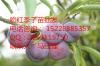 四川李子的食用价值，李子的养生功效，梨子苗的分布