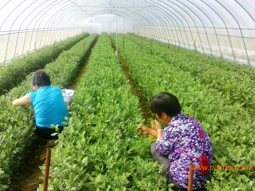 濮阳蔬菜温室建设蔬菜大棚供应安装